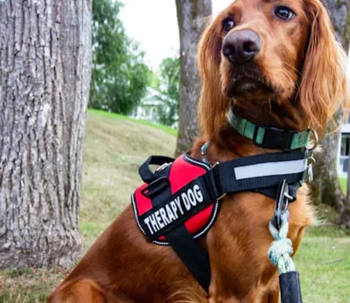 An Irish Setter wearing a red 'Therapy Dog' harness, sitting outdoors